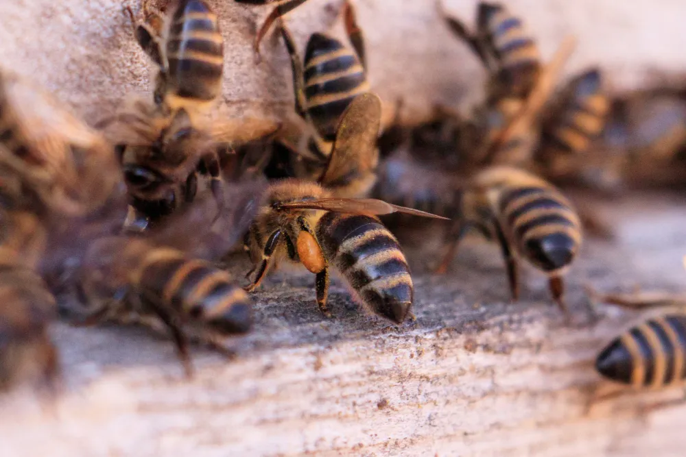 Relocalisation Sécurisée d’Essaims d’Abeilles