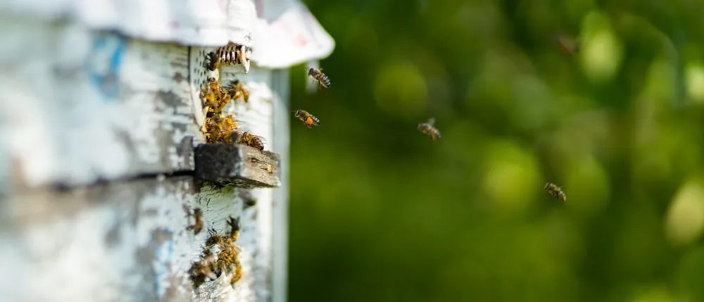 Relocalisation Sécurisée d’Essaims d’Abeilles