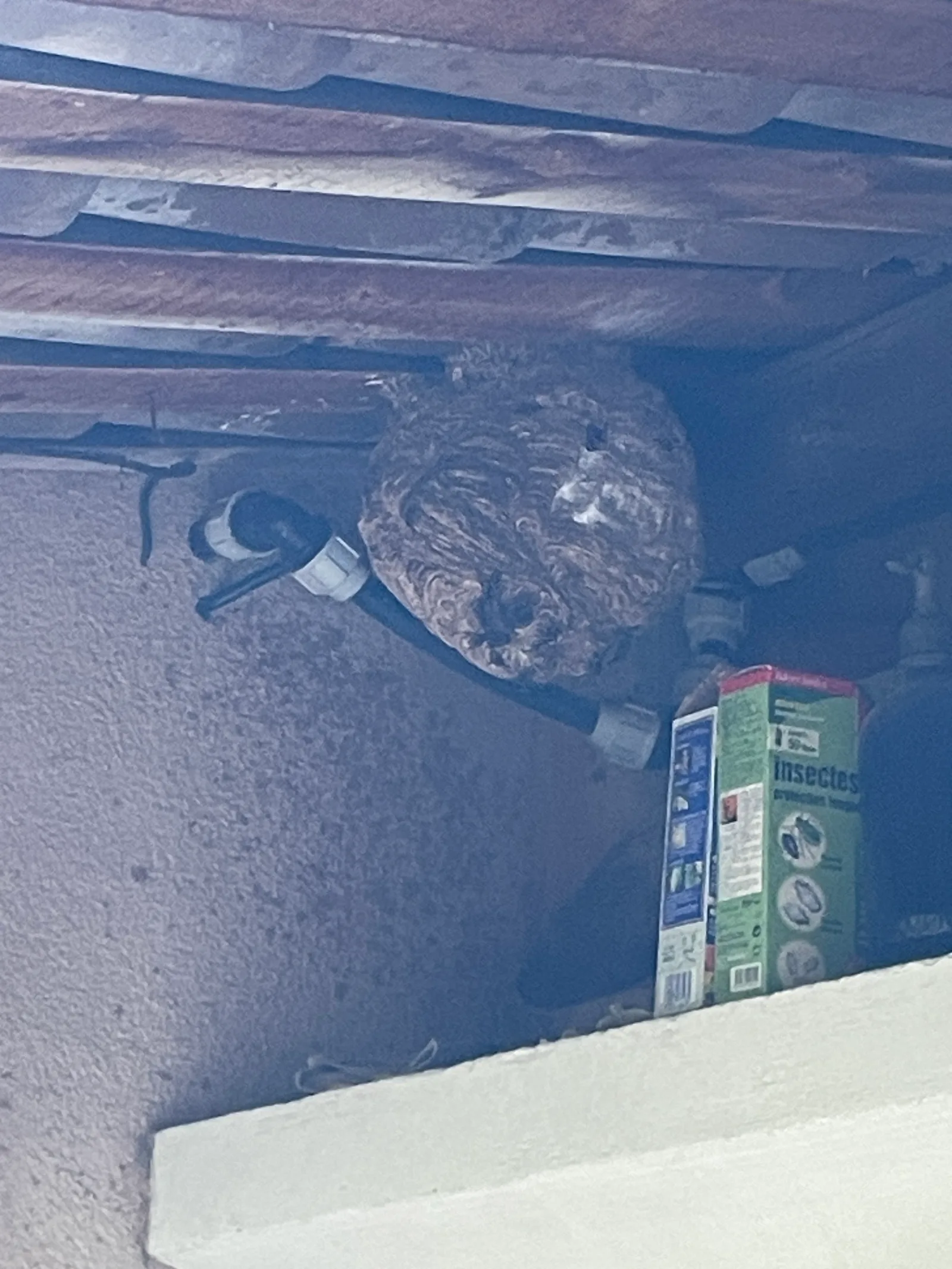 Destruction d'un nid de frelons ou guêpes à Aix-en-Provence — SOS Frelons Guêpes