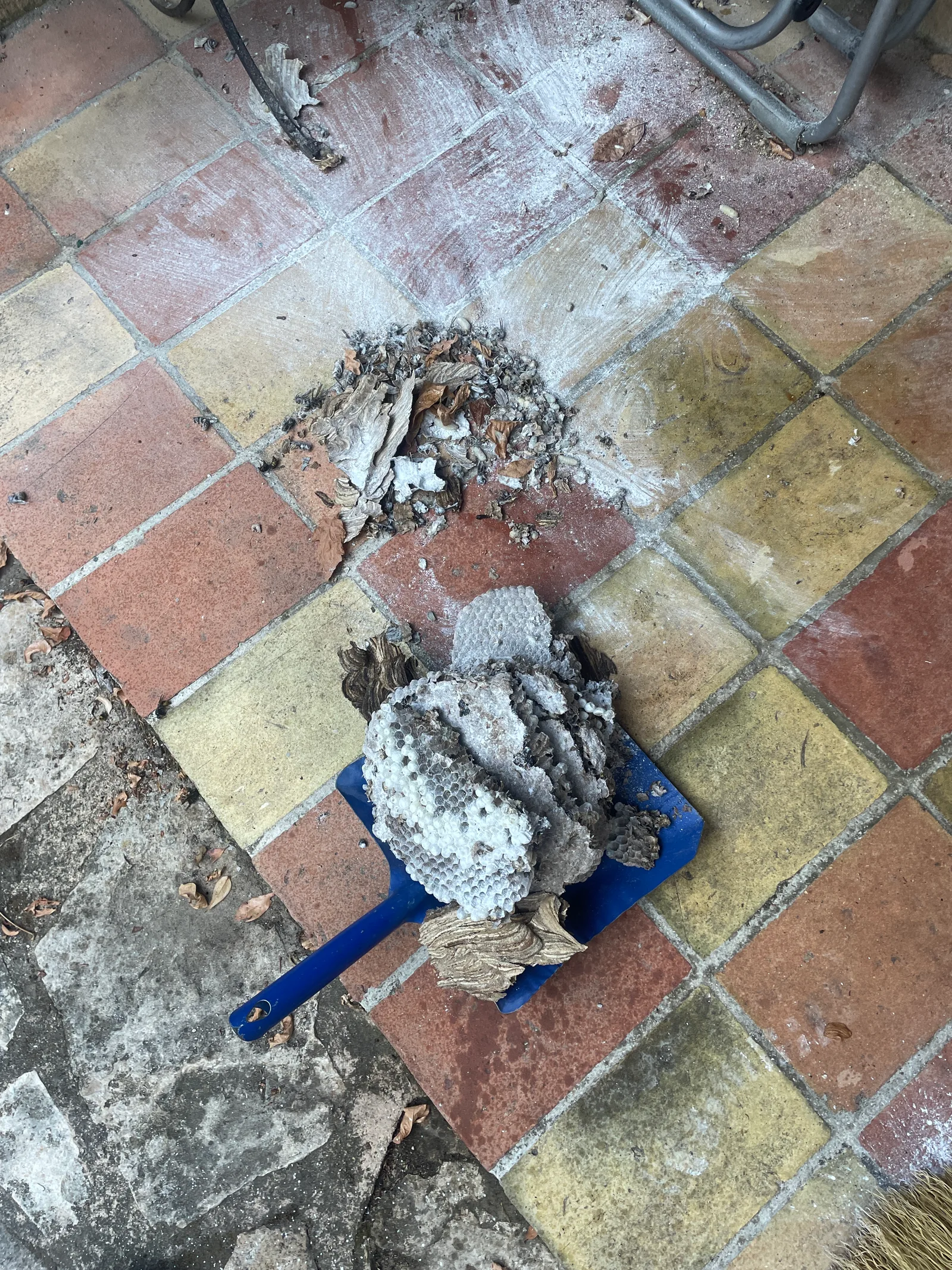 Destruction d'un nid de frelons ou guêpes à Aix-en-Provence — SOS Frelons Guêpes