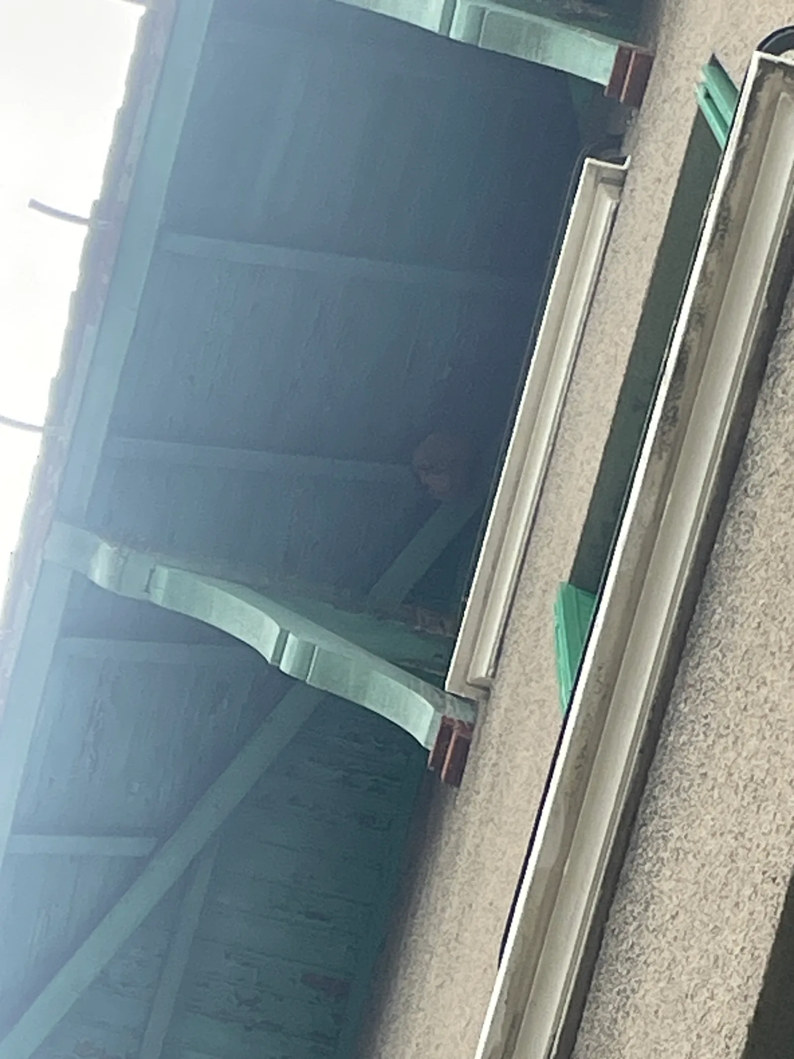 Destruction d'un nid de frelons ou guêpes à Alès — SOS Frelons Guêpes