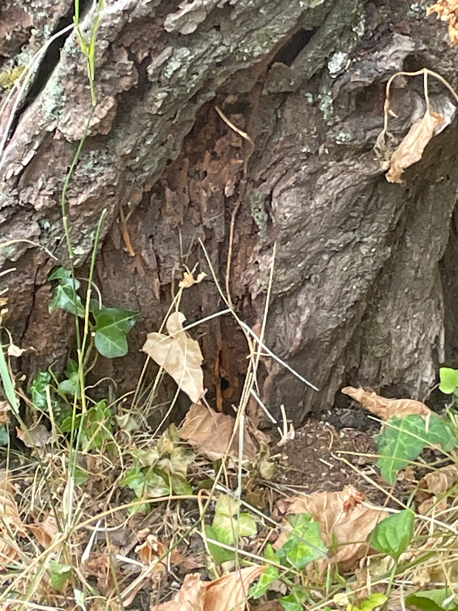 Destruction d'un nid de frelons ou guêpes à Alès — SOS Frelons Guêpes