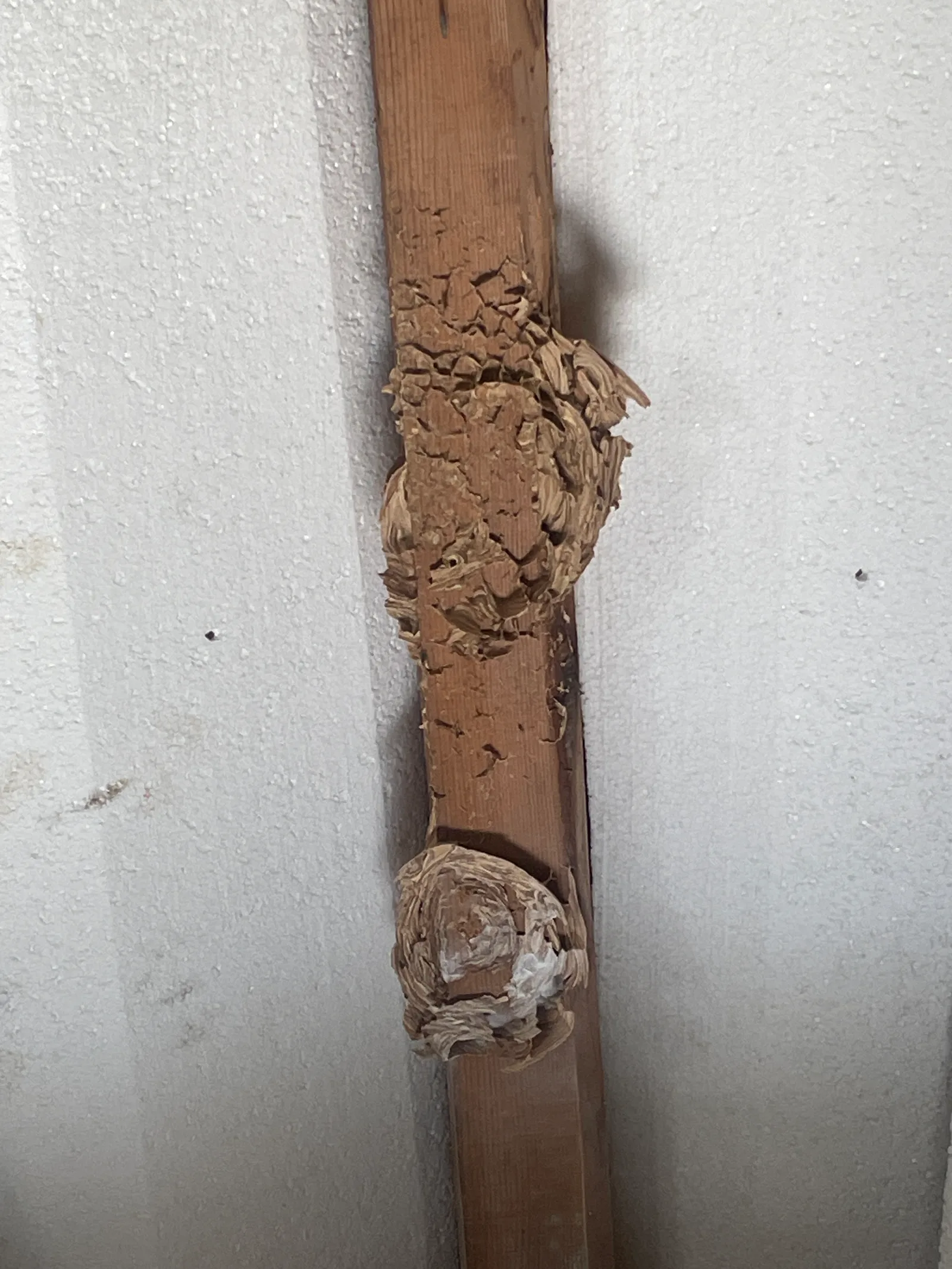 Destruction d'un nid de frelons asiatiques à Anduze — SOS Frelons Guêpes