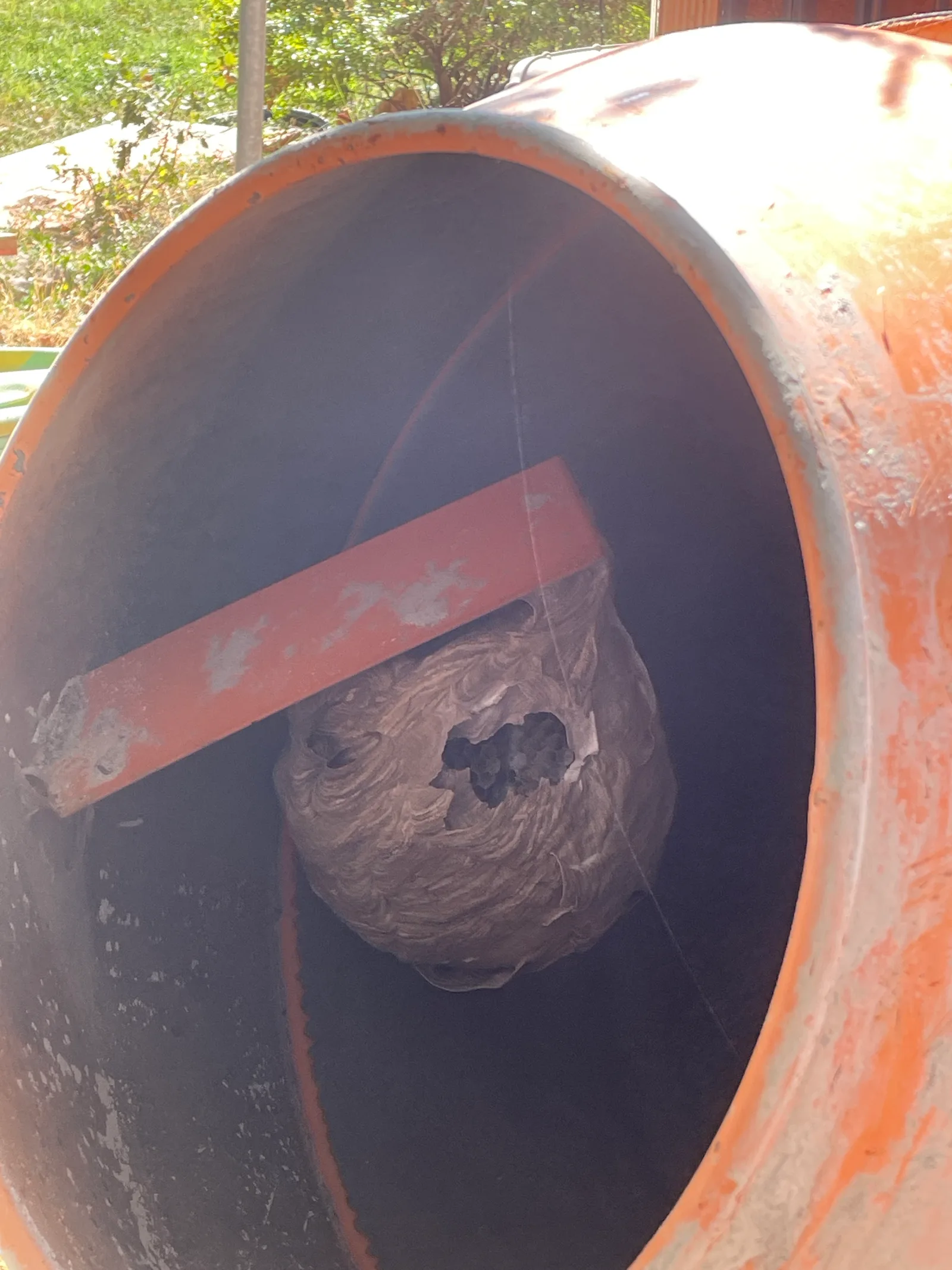 Destruction d'un nid de frelons asiatiques à Brouzet-lès-Alès — SOS Frelons Guêpes