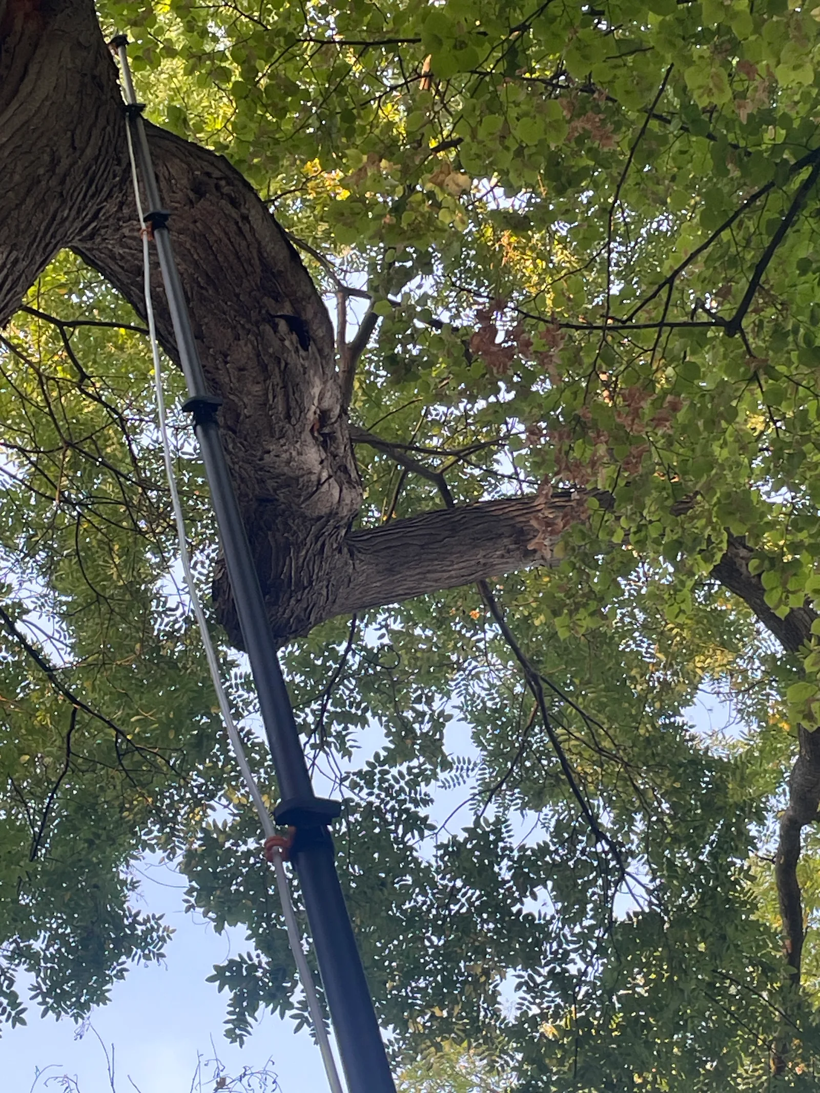 Destruction d'un nid de frelons asiatiques à Brouzet-lès-Quissac — SOS Frelons Guêpes