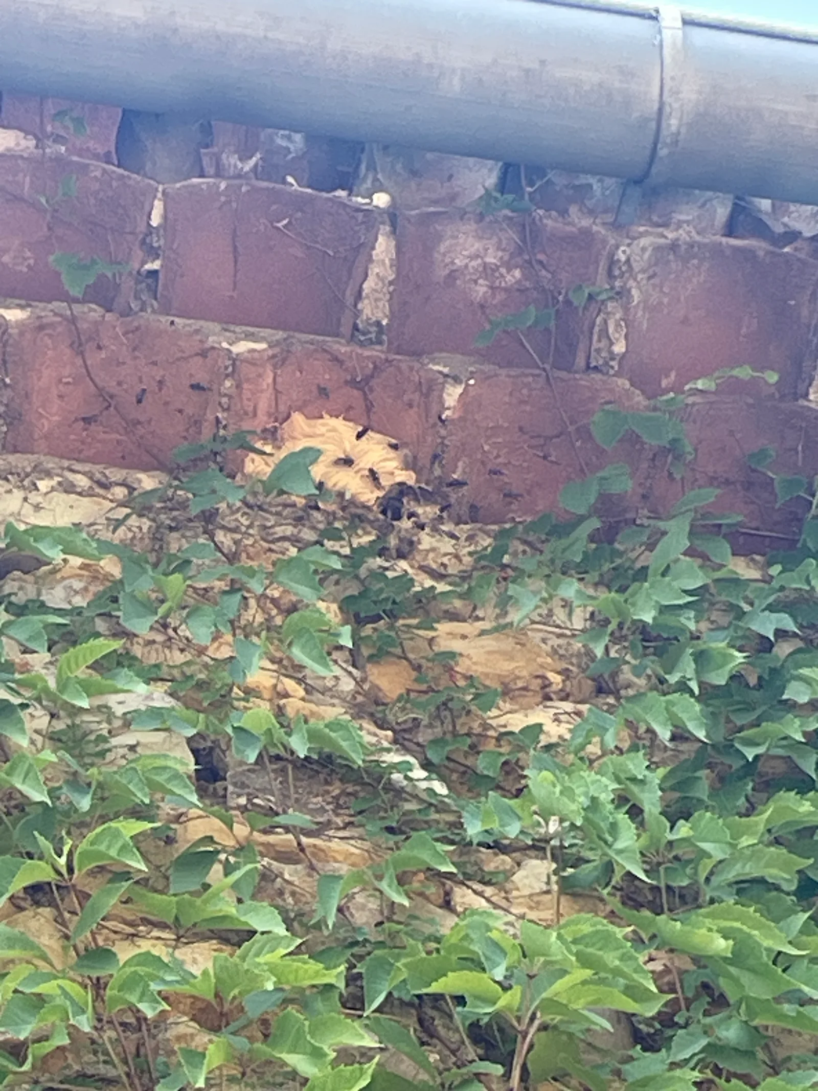 Destruction d'un nid de frelons asiatiques à Meyrannes — SOS Frelons Guêpes