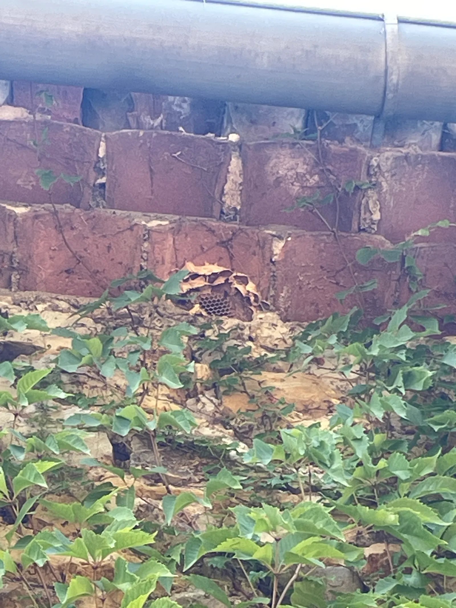 Destruction d'un nid de frelons asiatiques à Meyrannes — SOS Frelons Guêpes