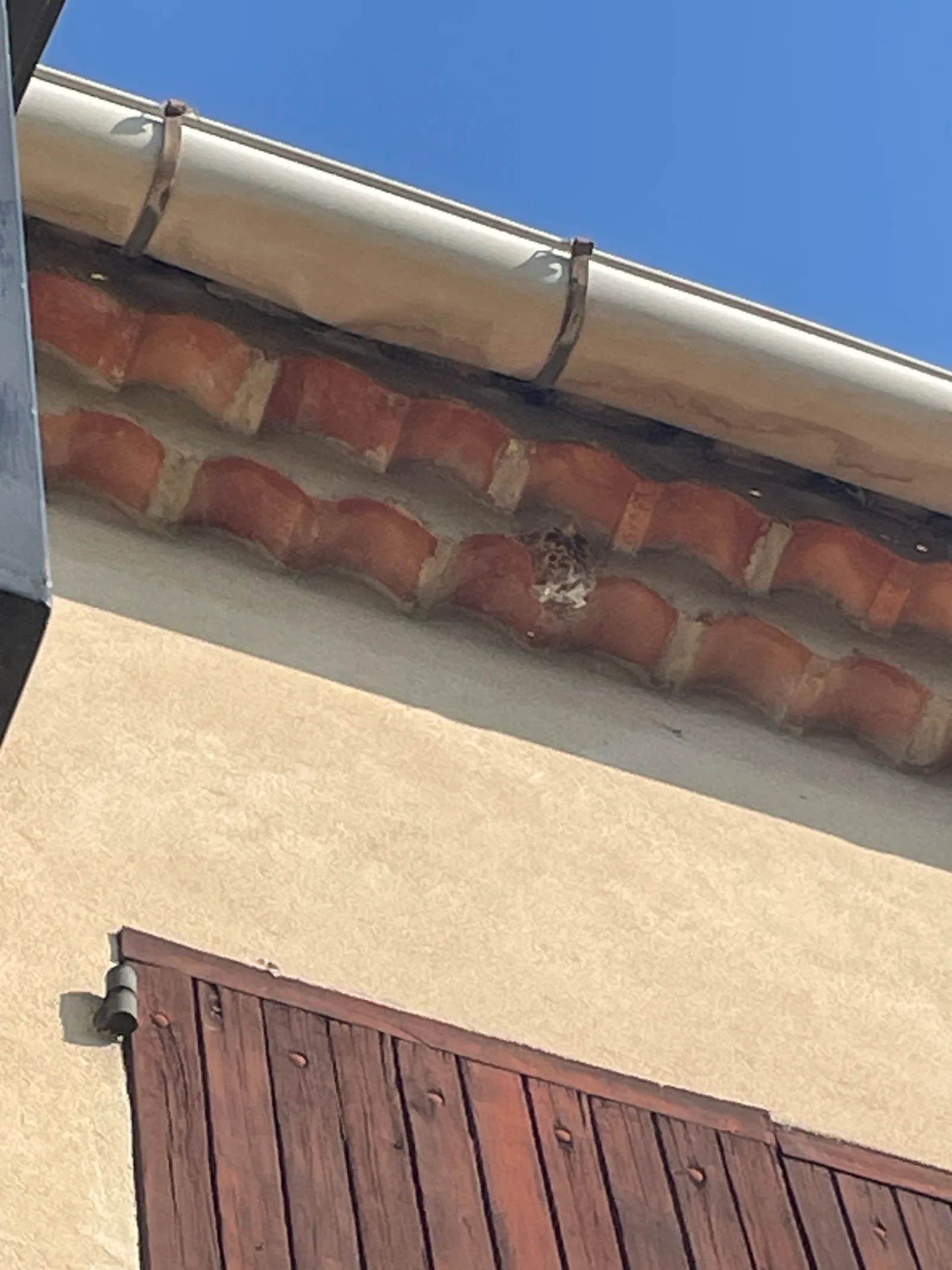 Destruction d'un nid de frelons asiatiques à Vedène — SOS Frelons Guêpes