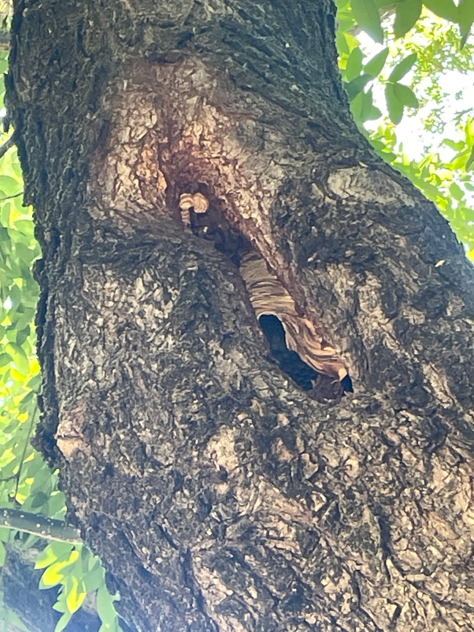 Destruction d'un nid de frelons dans un trou d'arbre à Marguerittes — SOS Frelons Guêpes