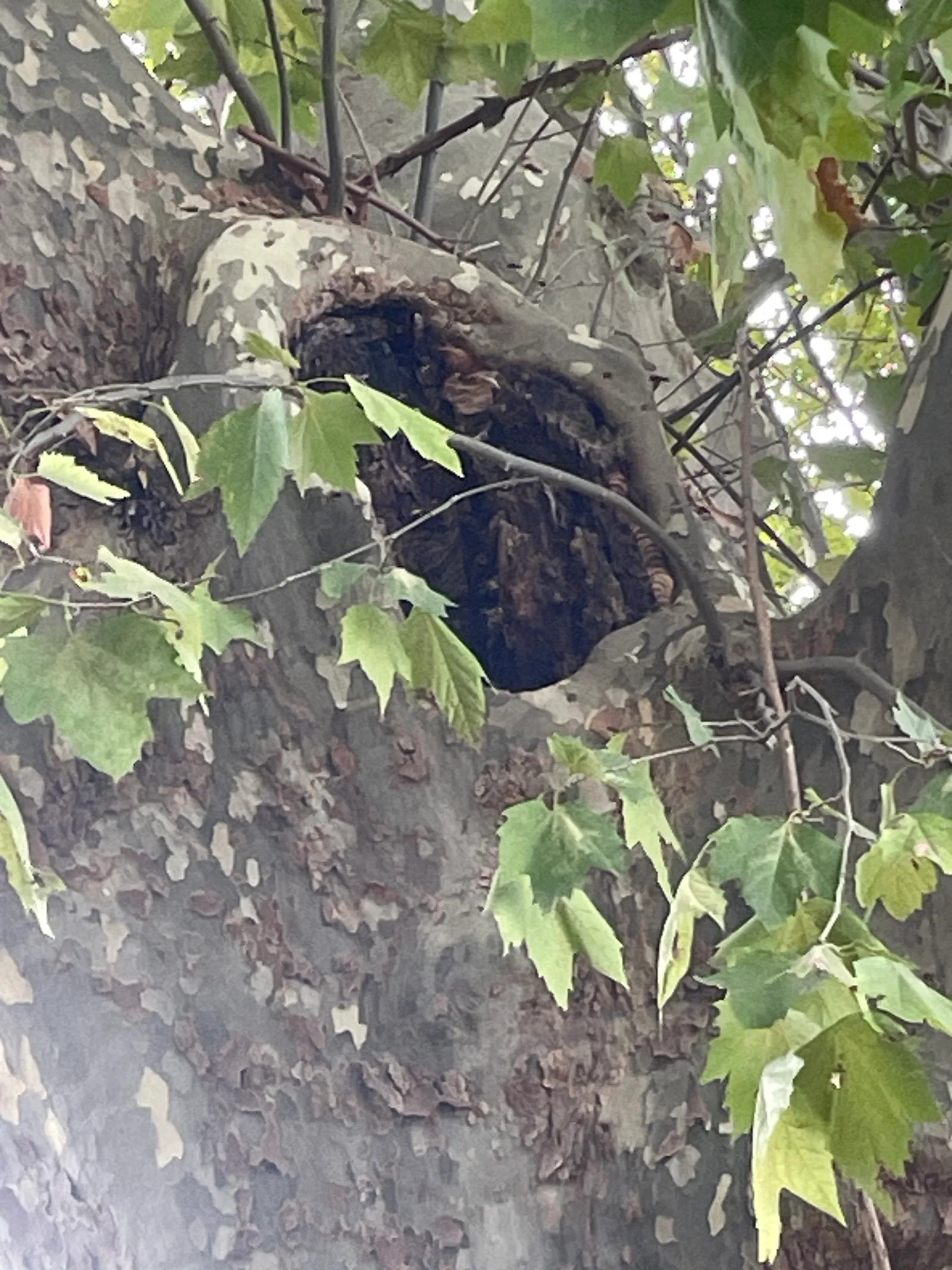 Destruction d'un nid de frelons dans un trou d'arbre à Saint-Rémy-de-Provence — SOS Frelons Guêpes