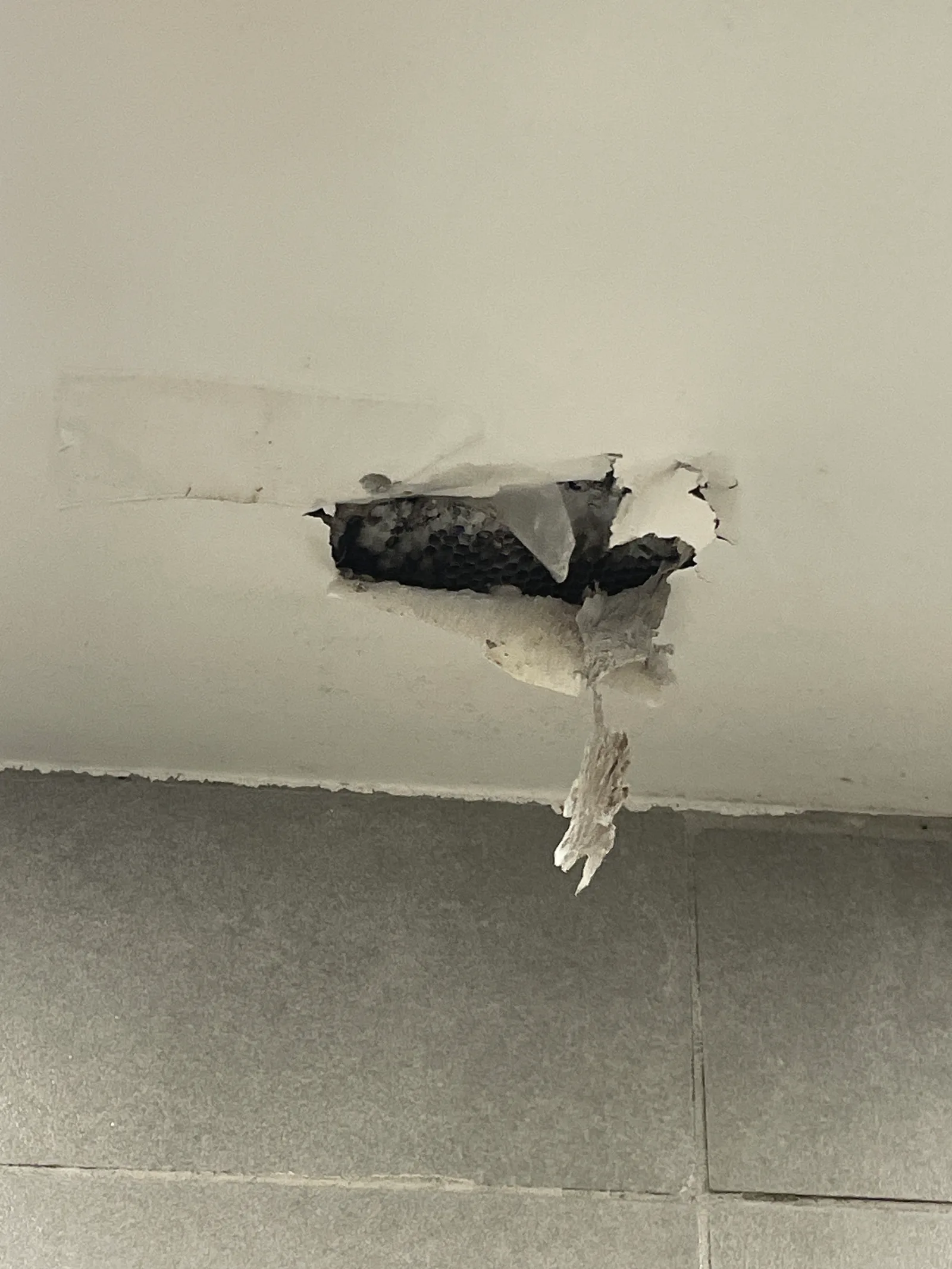 Destruction d'un nid de guêpes en toiture à Garons — SOS Frelons Guêpes