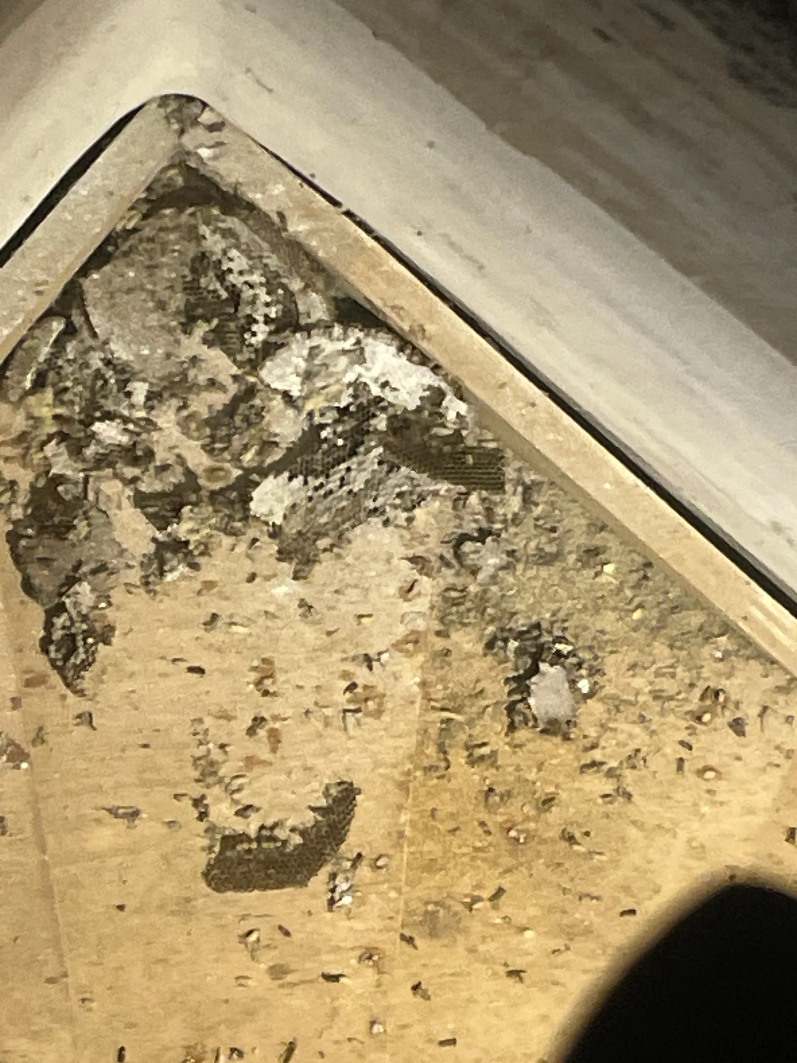 Destruction d'un nid de guêpes en toiture à Saint-Christol-lez-Alès — SOS Frelons Guêpes