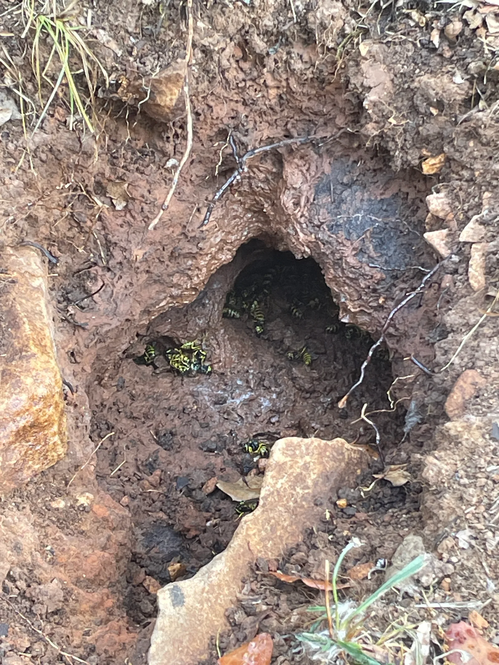 Destruction d'un nid de guêpes terrassières à Saint-Siffret — SOS Frelons Guêpes