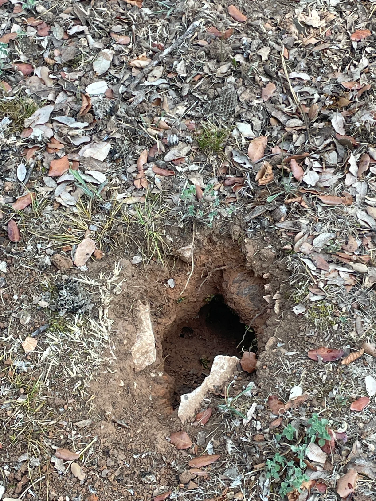 Destruction d'un nid de guêpes terrassières à Saint-Siffret — SOS Frelons Guêpes